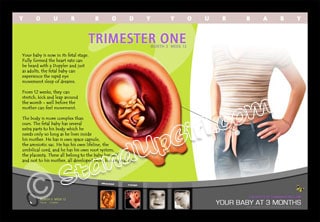 Fetal Posters