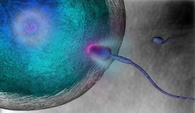 New Study: Most Biologists Believe Life Begins at Conception fertilization
